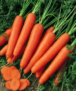 karotka.jpg