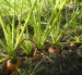 mrkev pěstování